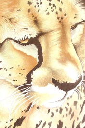 Cheetah, Acrylic Painting by Dzmond